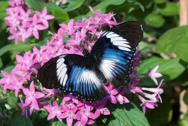 Hypolimnas monteironis Tanzania - foto F.Barbieri - Oasi delle farfalle Santorso