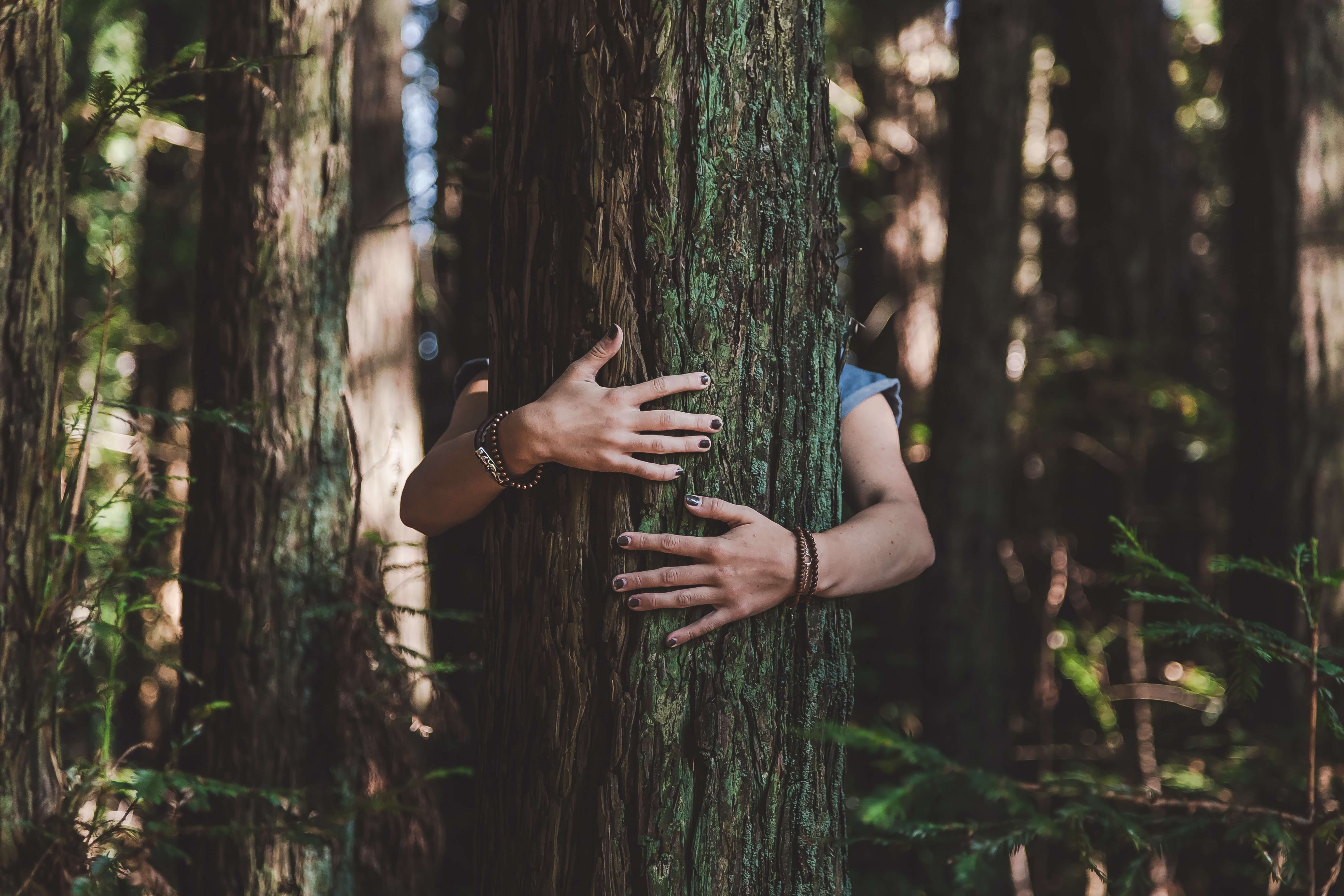 Clima e natura: cosa è accaduto di positivo nel 2021 | TViWeb